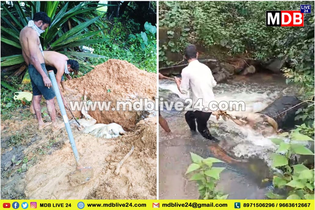 ಕೆಲ್ಲಪುತ್ತಿಗೆಯಲ್ಲಿ ದನದ ಸಾವು: ವಾಲ್ಪಾಡಿ, ಮಕ್ಕಿಯ ಯುವಕರ ಮಾನವೀಯತೆ ಮೆರೆದ ಕಾರ್ಯ